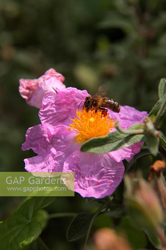Cistus creticus with Honeybee - Apis mellifera