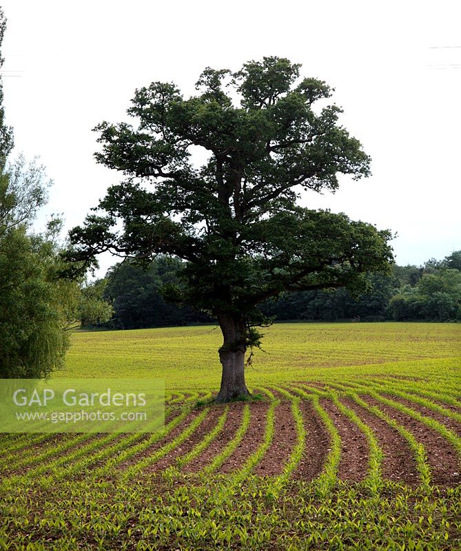 A field of Maize or Corn  - Zea mays with Quercus robur - English Oak in the Devon landscape