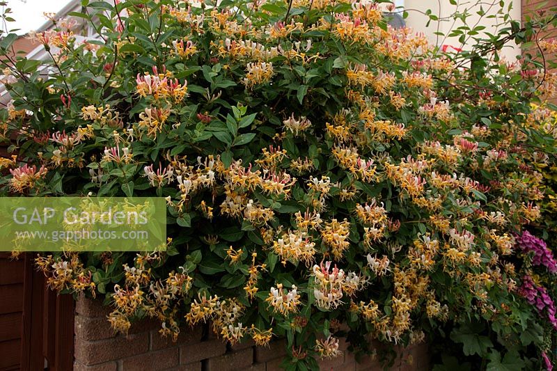 Lonicera periclymenum - Honeysuckle used as a screen and to soften the hard edges of  a wall