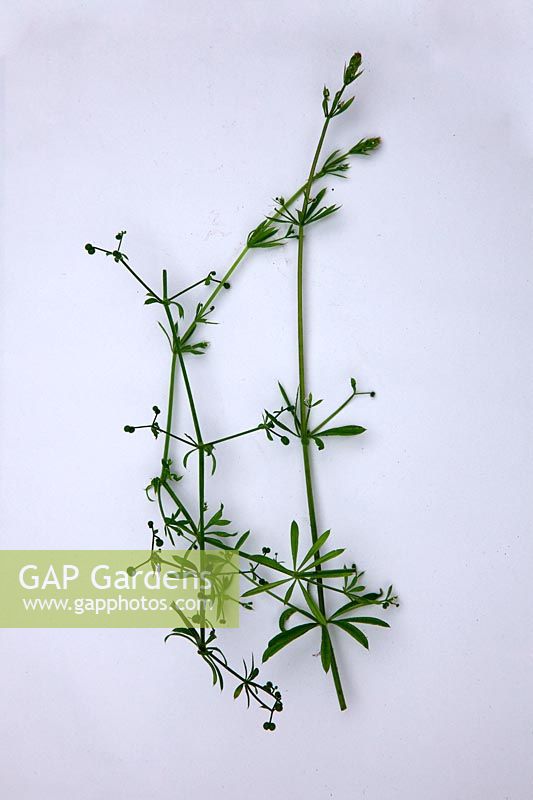 Common Garden Weeds - Cleavers, Goose Grass, Stickistuff - Galium aparine