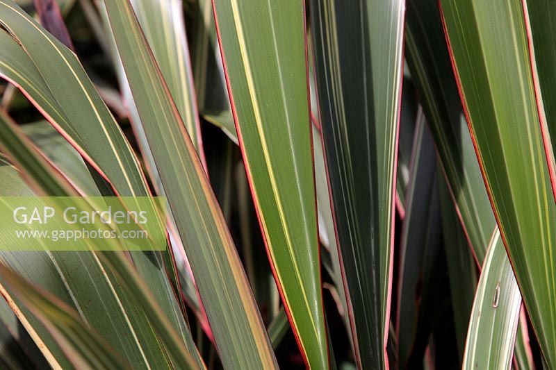 Phormium cookianum subsp. hookeri 'Tricolor' AGM - New Zealand Flax