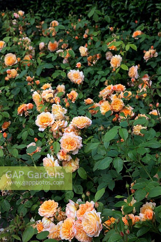 Rosa 'Grace' syn. 'Auskeppy' from David Austin Roses