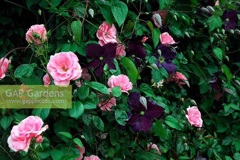 Rosa 'Bantry Bay' - Climbing HT Rose with Clematis 'Viola'