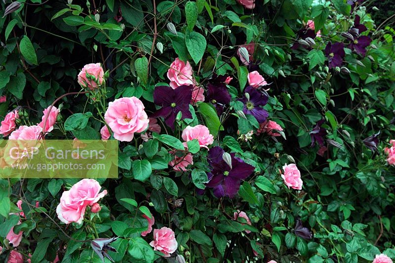 Rosa 'Bantry Bay' - Climbing HT Rose with Clematis 'Viola'