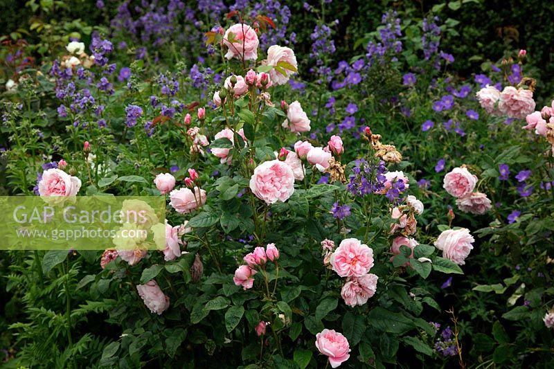 Rosa 'Cottage Rose' syn. 'Ausglisten' with Polemonium caeruleum