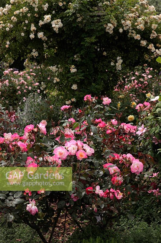 Rosa 'Goldfinch' Rambling Rose with Rosa 'Erfurt' in front at RHS Garden, Rosemoor in late June