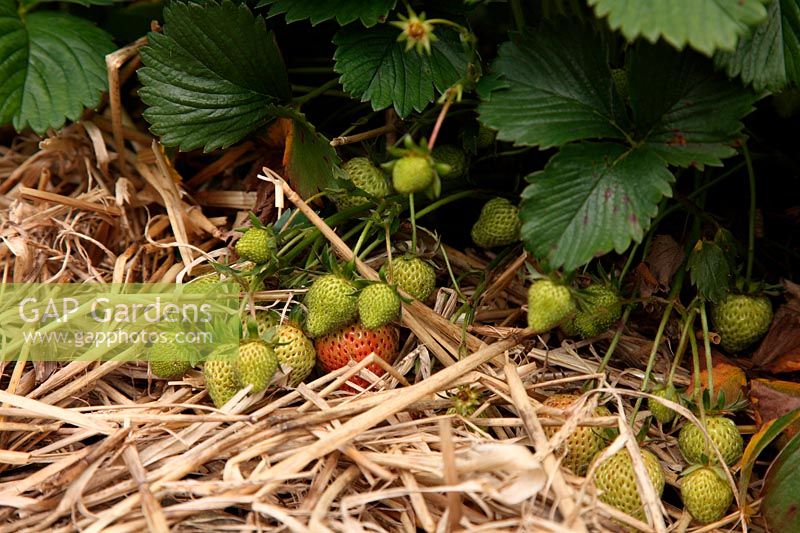 Fragaria - Strawberry 'Florence' mulched with straw to reduce earth spoilage and fruit rotting