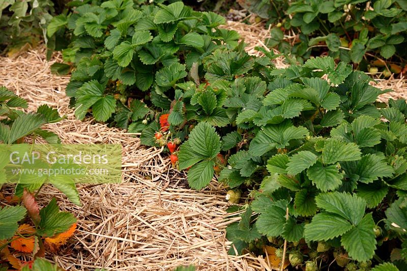 Fragaria - Strawberry 'Hapil' mulched with straw to reduce earth spoilage and fruit rotting
