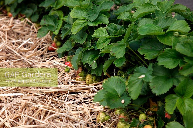 Fragaria - Strawberry 'Chelsea Pensioner' mulched with straw to reduce earth spoilage and fruit rotting