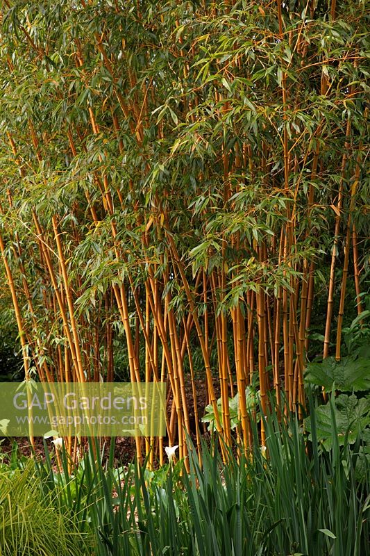 Phyllostachys bambusoides 'Allgold' syn Phyllostachys bambusoides 'Holochrysa' in early summer