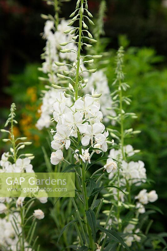 Epilobium angustifolium f. album syn Chamerion angustifolium 'Album' - White flowered form of Willow herb