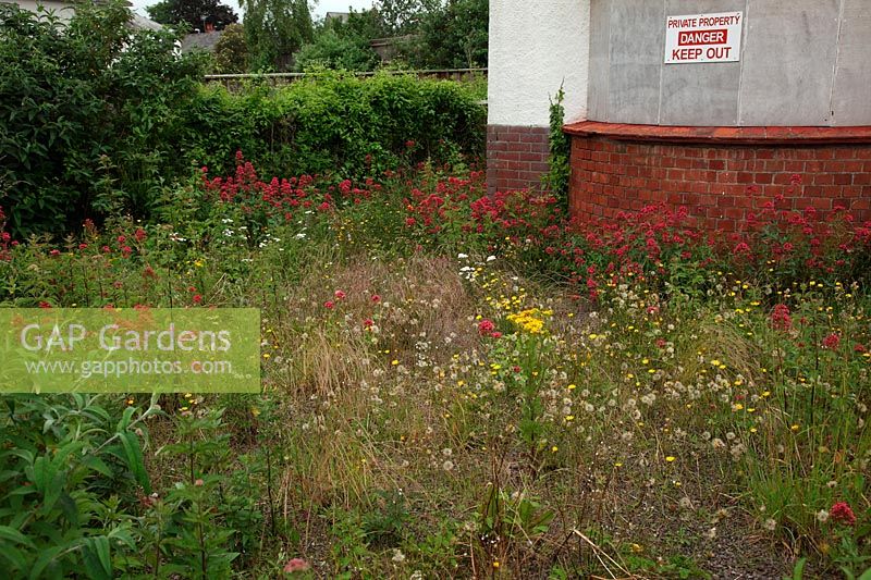 The habitat opportuinities afforded by a derelict building with Centranthus ruber - Red Valerian and with Leontodon sp - Hawkbit