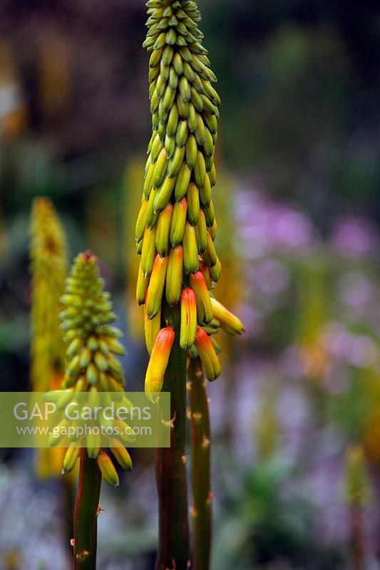 Aloe striatula in Foamlea Garden, Mortehoe, North Devon