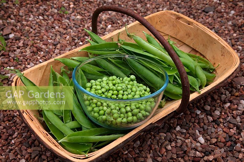Collecting and shelling a heritage pea variety known locally as Pisium sativum 'Jack Gold's Pea'