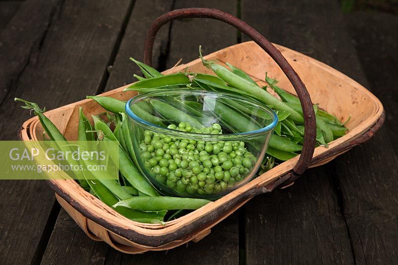 Collecting and shelling a heritage pea variety known locally as Pisium sativum 'Jack Gold's Pea'
