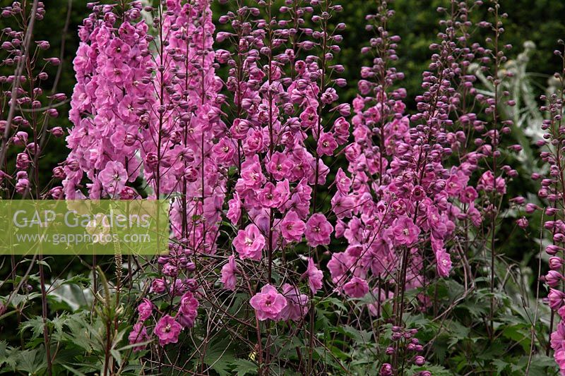 Delphinium 'Clifford Pink' in Savill Garden, Windsor growing through Birch twigs - Betula sp. for support