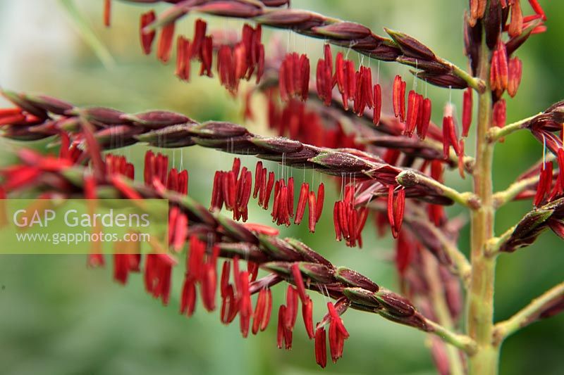 The colourful male flowers of Zea mais 'Painted Mountain' - Sweet Corn