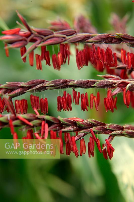 The colourful male flowers of Zea mais 'Painted Mountain' - Sweet Corn