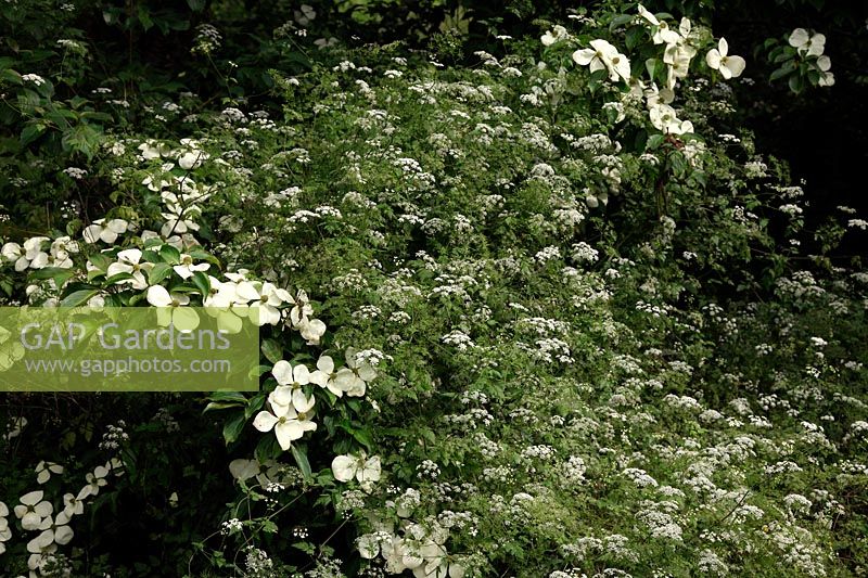 Cornus 'Holbrook' with Chaerophyllum temulem - Rouch Chervil  in a  good naturalistic combination
