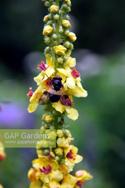 Volucella pellucens - Hover Fly on Verbascum chaixii