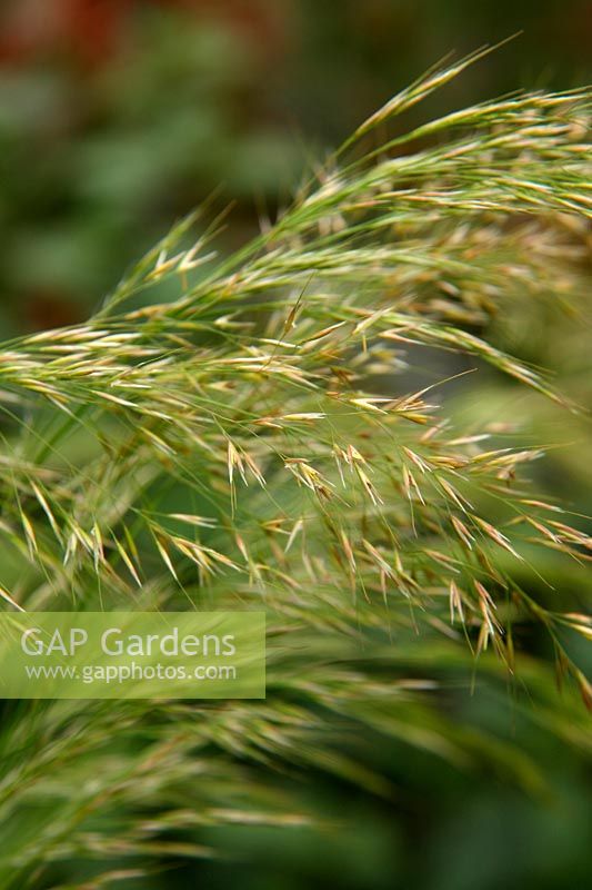 The newly emerged ears of Stipa calamagrostis