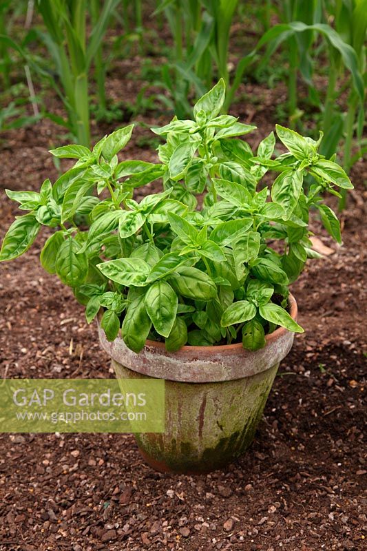 Grwoing herbs in pots - Sweet Basil - Ocimum basilicum 'Genovese'