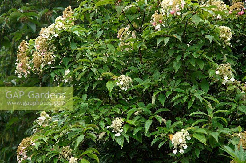 Hydrangea heteromalla Bretschneideri Group in Marwood Hill Garden, Devon, UK