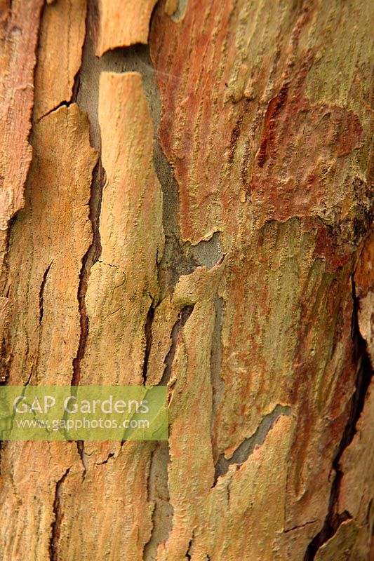 Eucalyptus gunnii subsp. archeri - bark