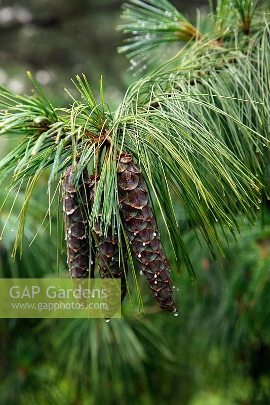 New cones on Pinus schwerinii