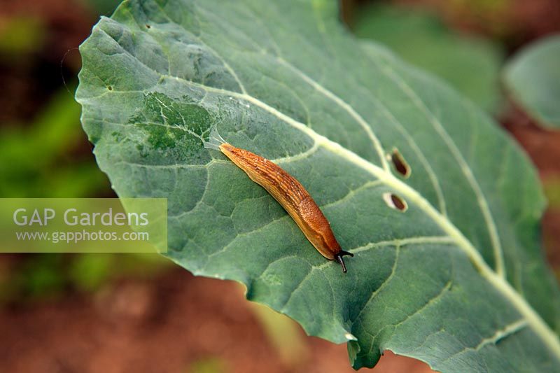 Arion ater - Common Brown or Black slug  on brassica - cabbage family - plant