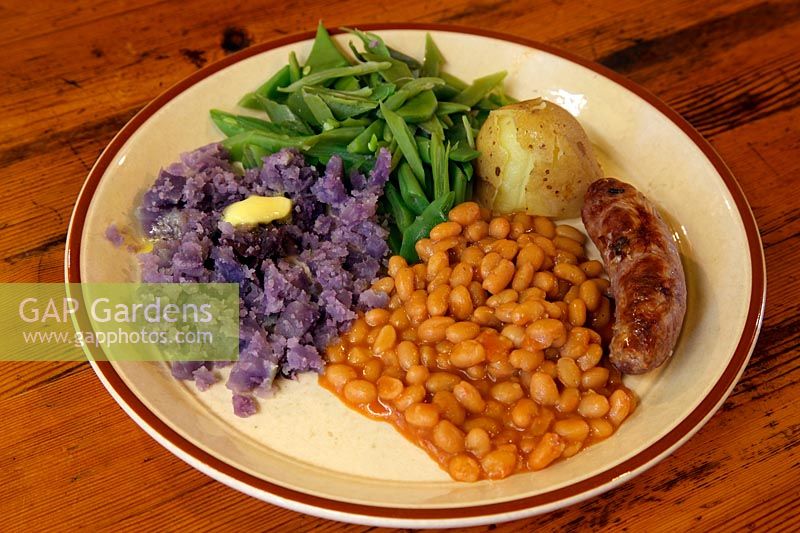 Mashed Solanum tuberosum 'Salad Blue' Potato with runner beans, baked beans and Sausage