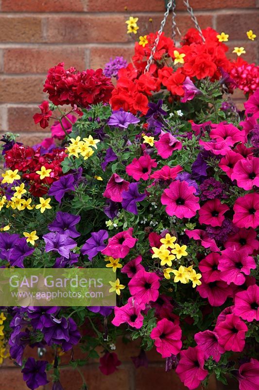 Hanging basket with Petuntias in cerise and purple, yellow Bidens and red trailing Pelagoniums