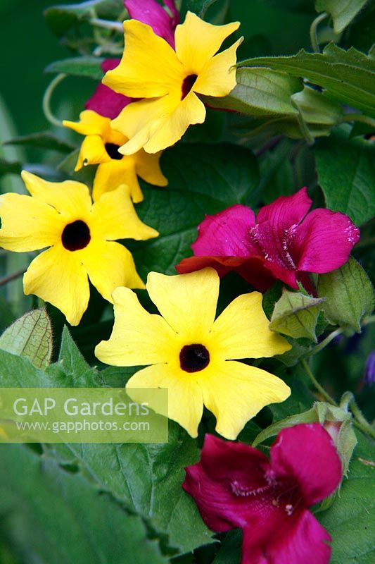Thunbergia alata 'Lemon Queen' with Lofos 'Wine Red'