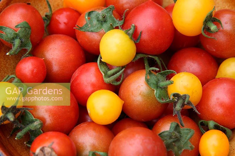Tomato - Solanum lycopersicum 'Tumbling Tom Yellow' with Solanum lycopersicum 'Tumbler'