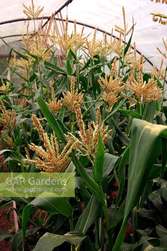 Zea mays 'Earligold' Sweet Corn growing in a polytunnel of vegetables
