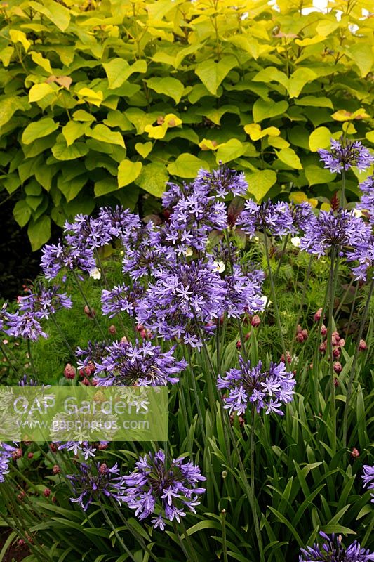 Agapanthus 'Midnight Blue' with Allium sphaerocephalon and Catalpa bignoniodes 'Aurea' AGM at rear