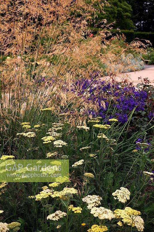 Achillea 'Credo' with Perovskia 'Blue Spire' AGM and Stipa gigantea and Agapanthus 'Taw Valley' at rear