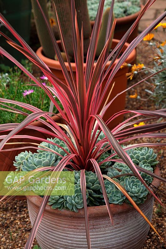 Cordyline australis 'Southern Splendour' growing in terracotta clay pot and edged with Echeveria