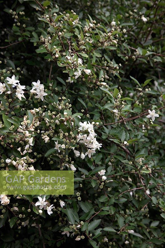 Hoheria angustifolia in the Savill Garden, Windsor