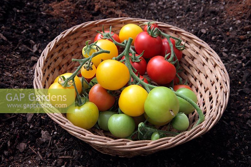 Solanum lycopersicum - Tomato 'Alicante' harvested on the vine with a home bred unnamed yellow variety
