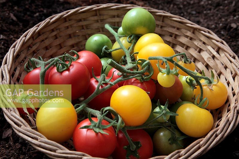 Solanum lycopersicum - Tomato 'Alicante' harvested on the vine with a home bred unnamed yellow variety