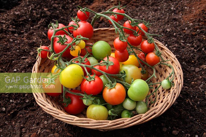 Solanum lycopersicum - Tomato  'Gardeners' Delight' on top with 'Alicante' and a home bred yellow variety - harvested on the vine