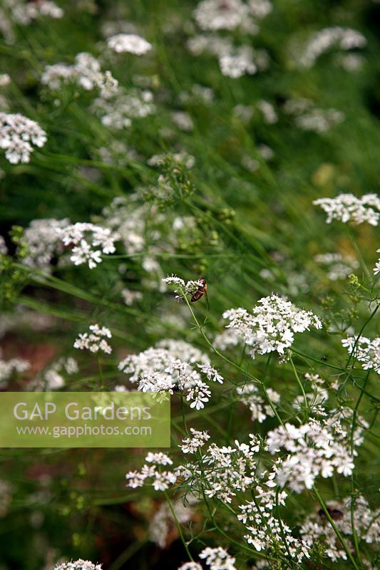 Coriander - Lemon - Coriandrum attracts lots of beneficial insects