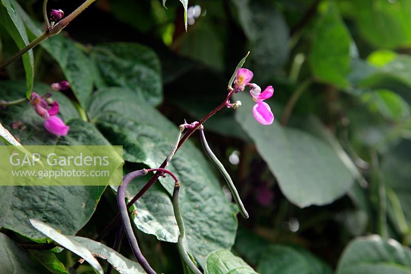 Climbing French Bean Phaseolus vulgaris 'Trionfo Violetta'