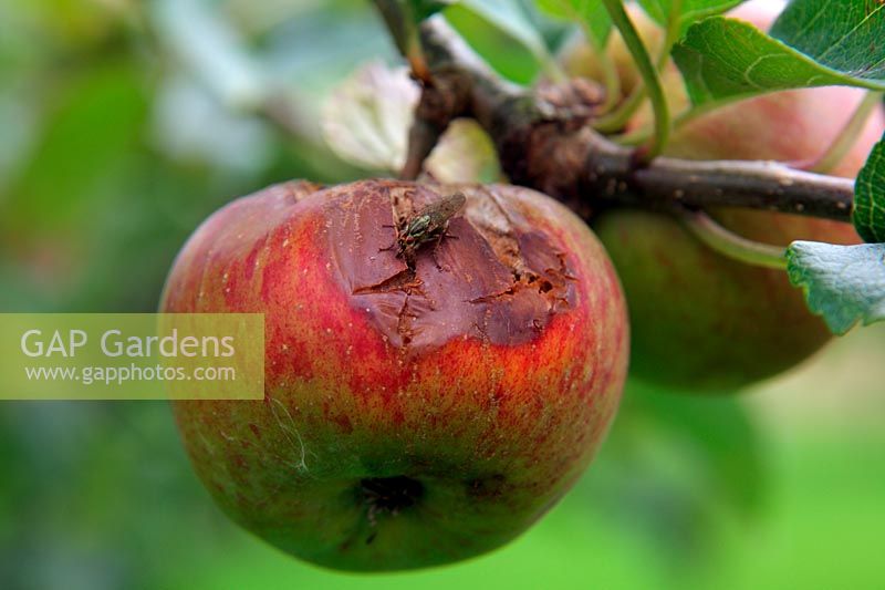 Stress related cracking on apple and subsequent infection by fungi