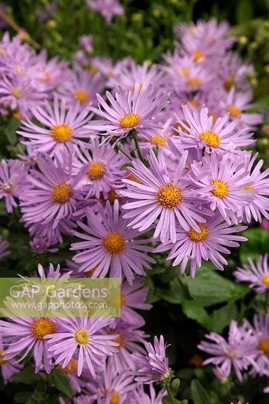 Aster amellus 'Silbersee'