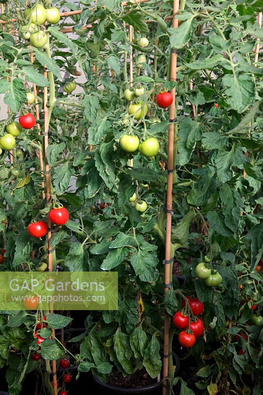 Tomato growing in a polytunnel in individual 25 litre pots foreground Solanum lycopersicum 'Ferline'