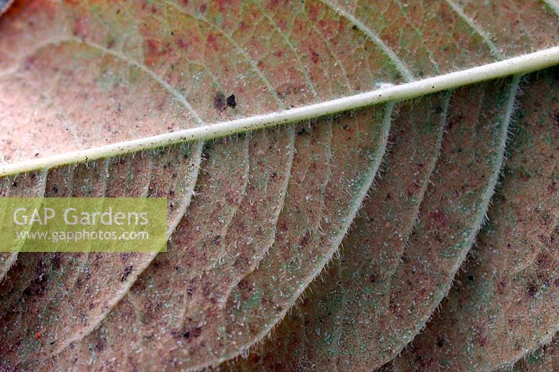 Persicaria leaf showing severe signs of red spider infestation - Tetranychus urticae - the colour of the mite only darkens to red late in the season