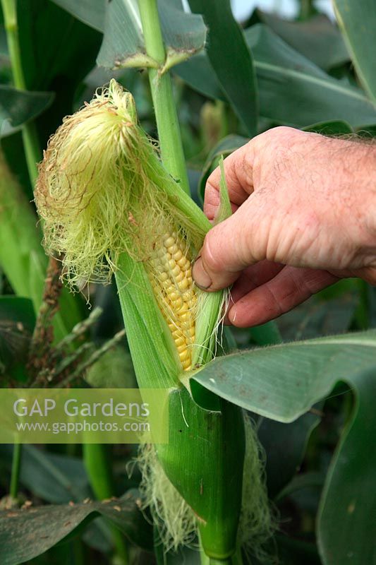 Zea mays 'Earligold' - Sweet Corn - ready to cook when the tassels start to shrivel - the sheath can be pulled back to check the state of development