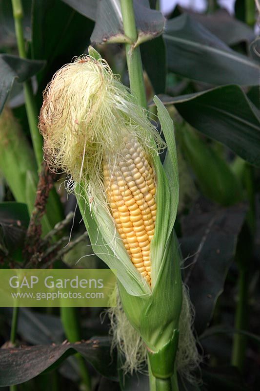 Zea mays 'Earligold' - Sweet Corn - ready to cook when the tassels start to shrivel - the sheath can be pulled back to check the state of development